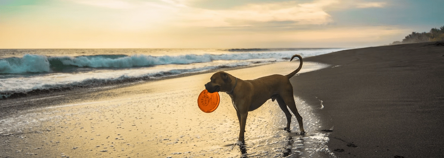 Best places for dogs in Dubai - undefined